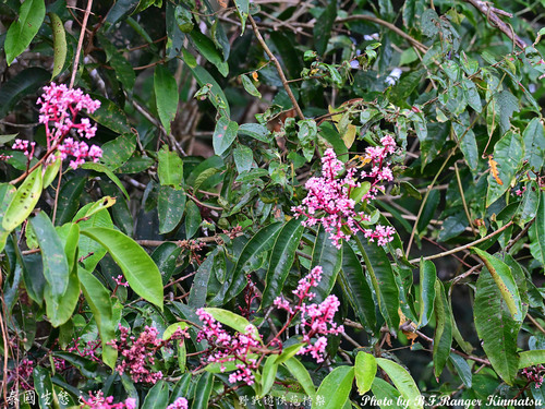 Ardisia colorata observed 2026-01-18