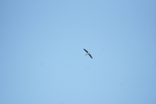 Black Stork