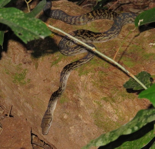 Australian Scrub Python sighting