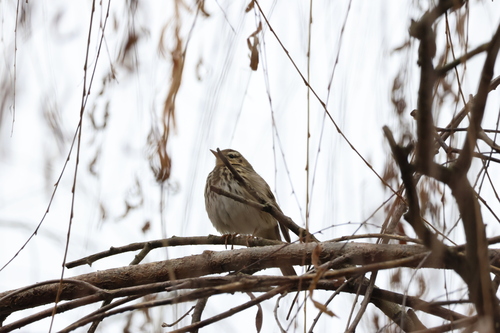 Olive-backed Pipit