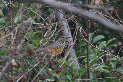 Grey-backed Thrush