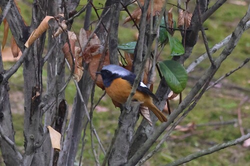 Daurian Redstart
