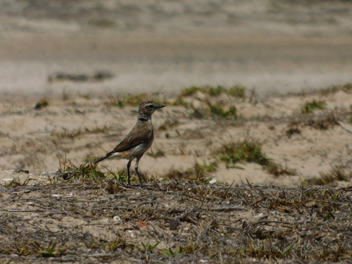 Capped Wheatear (Oenanthe pileata), photo 4