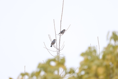 Red-billed Starling