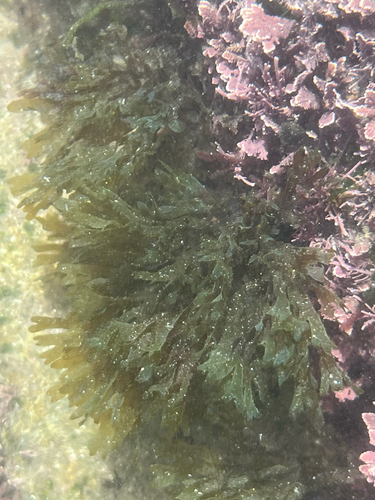 Dictyota flabellata observed 2026-02-14