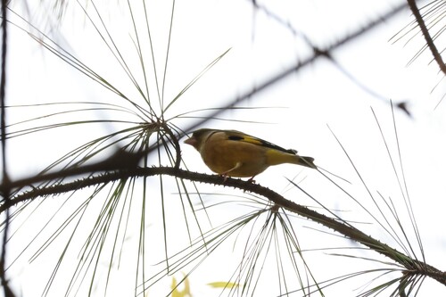 Oriental Greenfinch