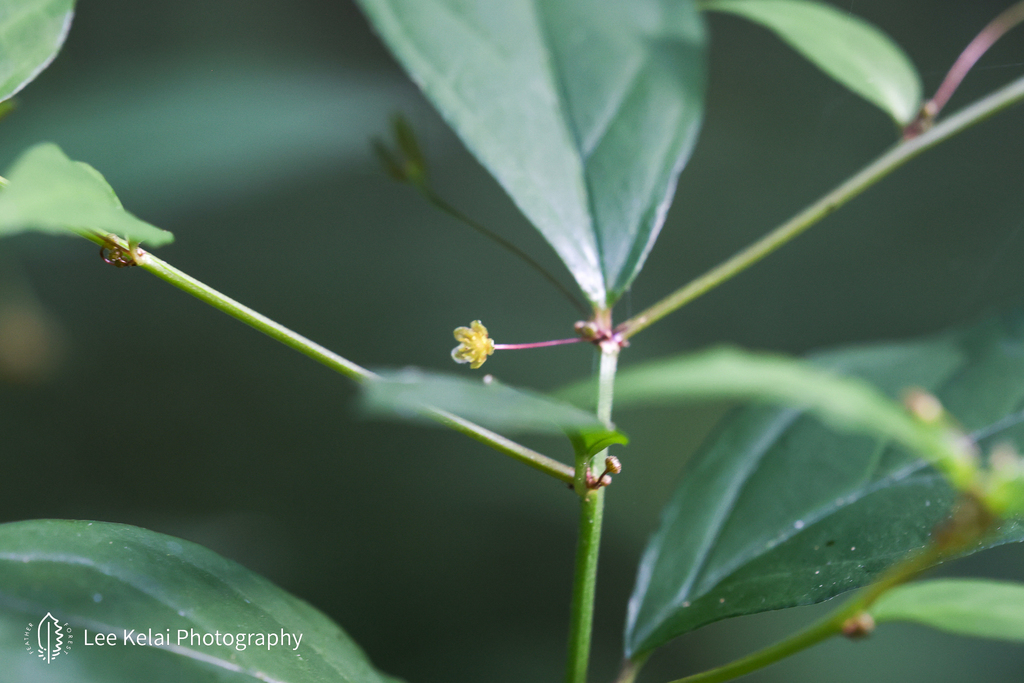 Leptopus clarkei (Leptopus clarkei)
