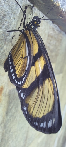 Methona singularis