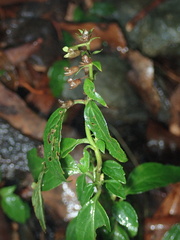 Teucrium bidentatum