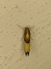 Labdia deliciosella