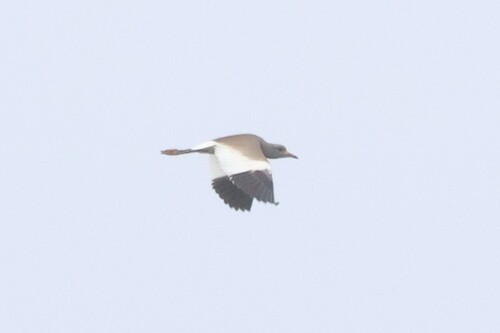 Grey-headed Lapwing
