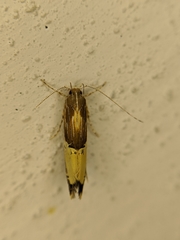 Labdia deliciosella