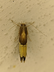 Labdia deliciosella