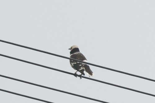 Black-collared Starling