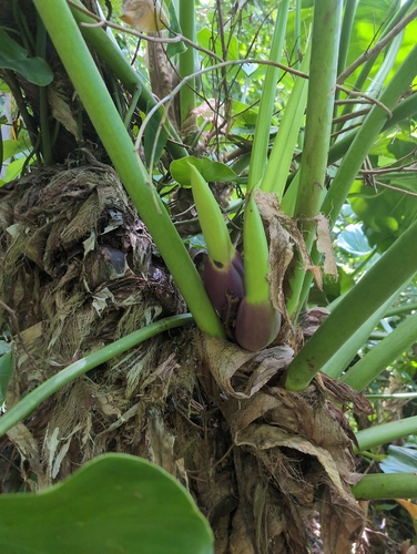 Philodendron giganteum, photograph 6