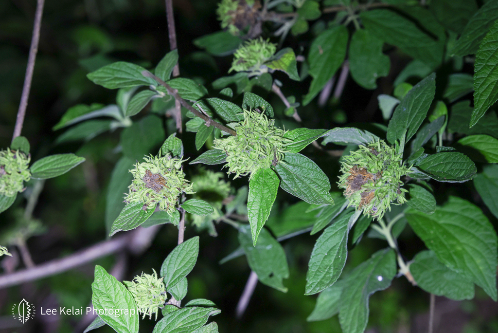Premna acutata