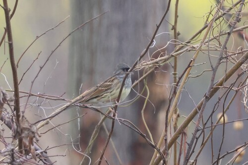 Black-faced Bunting