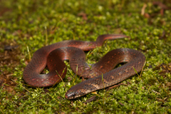 Macrocalamus chanardi