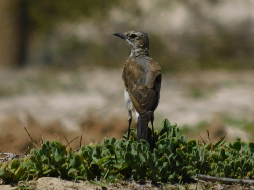 Capped Wheatear (Oenanthe pileata), photo 5