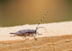 Acanthocinus aedilis