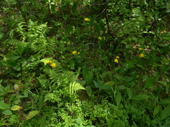 Hieracium sylvularum
