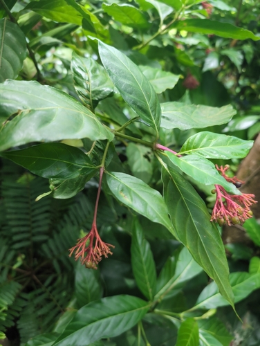Yellow Cedar (Palicourea croceoides)