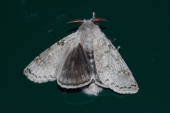 Calliteara lunulata
