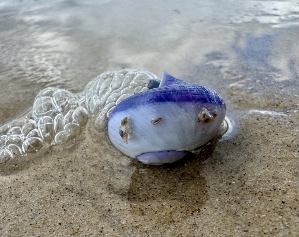 Violet Shellfish Violet Sea Snail from Coral Sea, Lennox Head, AU on February 16, 2026 ...