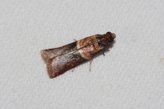 Addyme confusalis