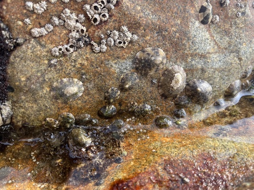 Cellana cylindrica