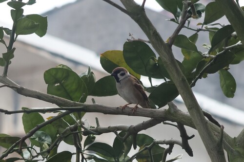 Eurasian Tree Sparrow