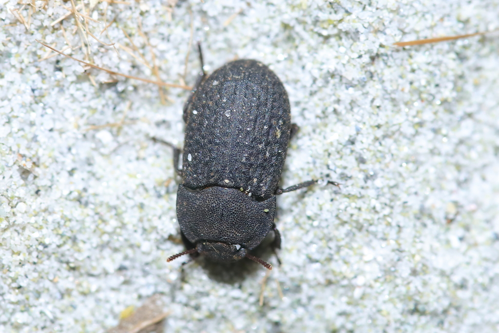 Opatrum sculpturatum