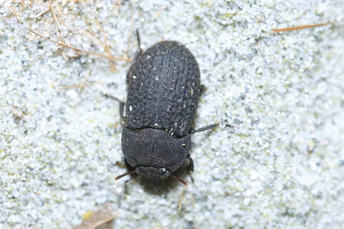 Opatrum sculpturatum