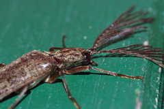 Pectocera yonaha