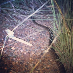 Aspidites melanocephalus