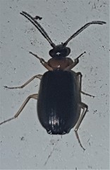 Pentagonica