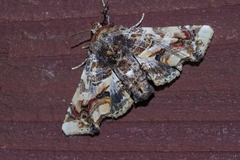 Eutelia adulatricoides