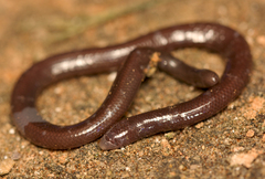 Dibamus floweri
