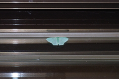 Thalassodes intaminata