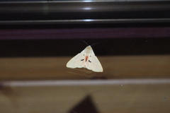Spilarctia seriatopunctata