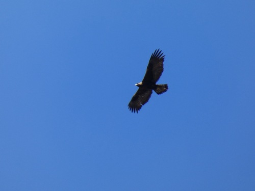 Avistamiento Águila real (Sierra Nevada)