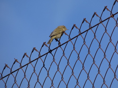 Avistamiento Mosquitero Común