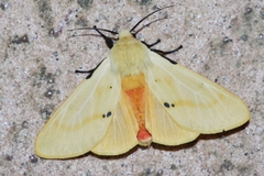 Spilarctia seriatopunctata