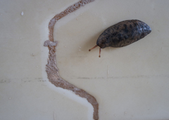 Sarasinula linguaeformis