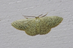 Idaea neovalida