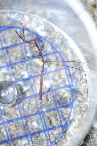 Ischnonyctes barbarus