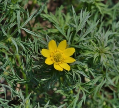 Adonis volgensis