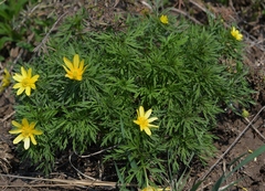 Adonis volgensis