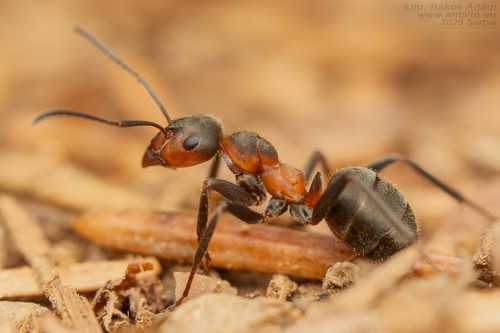 Black-backed meadow ant