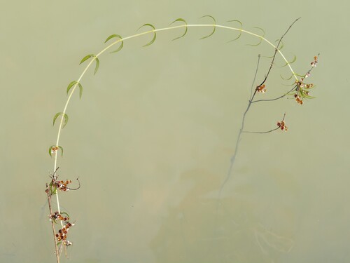 Opposite-leaved Pondweed (Groenlandia densa)